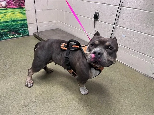A young large-sized female Staffordshire Bull Terrier dog named A for adoption in Moreno Valley, CA