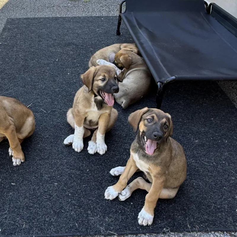 A baby small-sized male Brown / Chocolate Doberman Pinscher dog named Raven Pup: Redford for adoption in Falls Church, VA