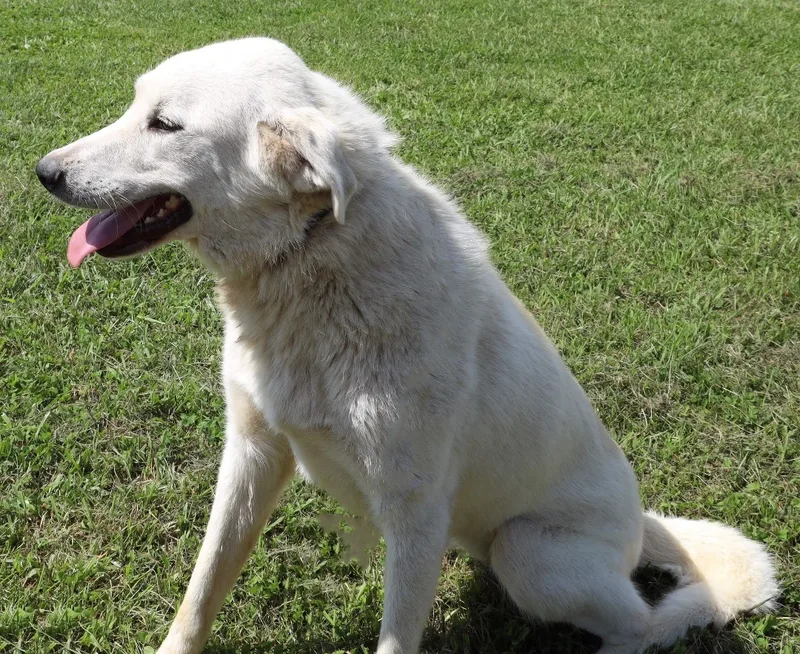 Oakleigh thumbnail 2