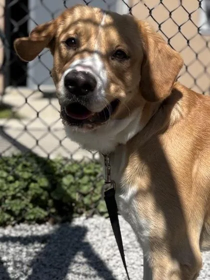 An adult medium-sized male Mixed Breed dog named Butternut for adoption in Cincinnati, OH