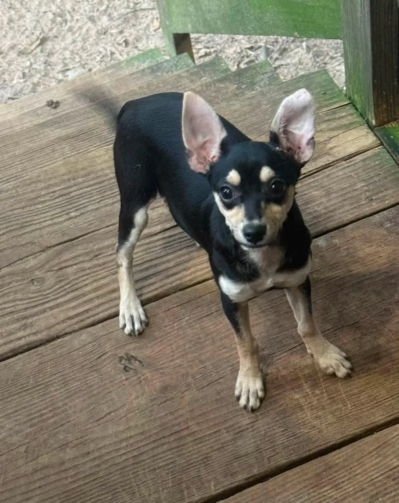 A baby small-sized female Yellow / Tan / Blond / Fawn Chihuahua dog named Yana for adoption in Navarre, FL