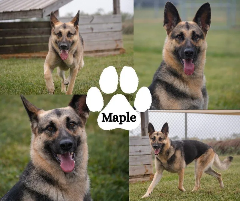 Maple
