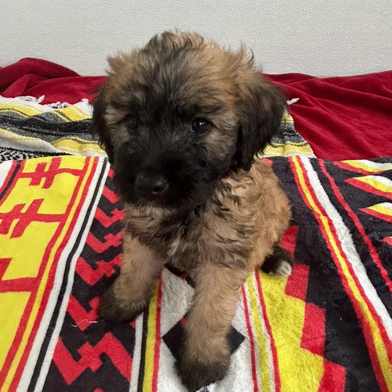 Mimi