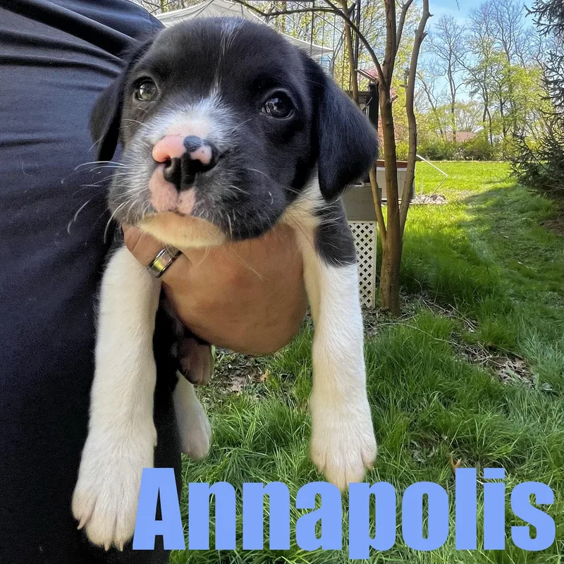 Annapolis thumbnail 4