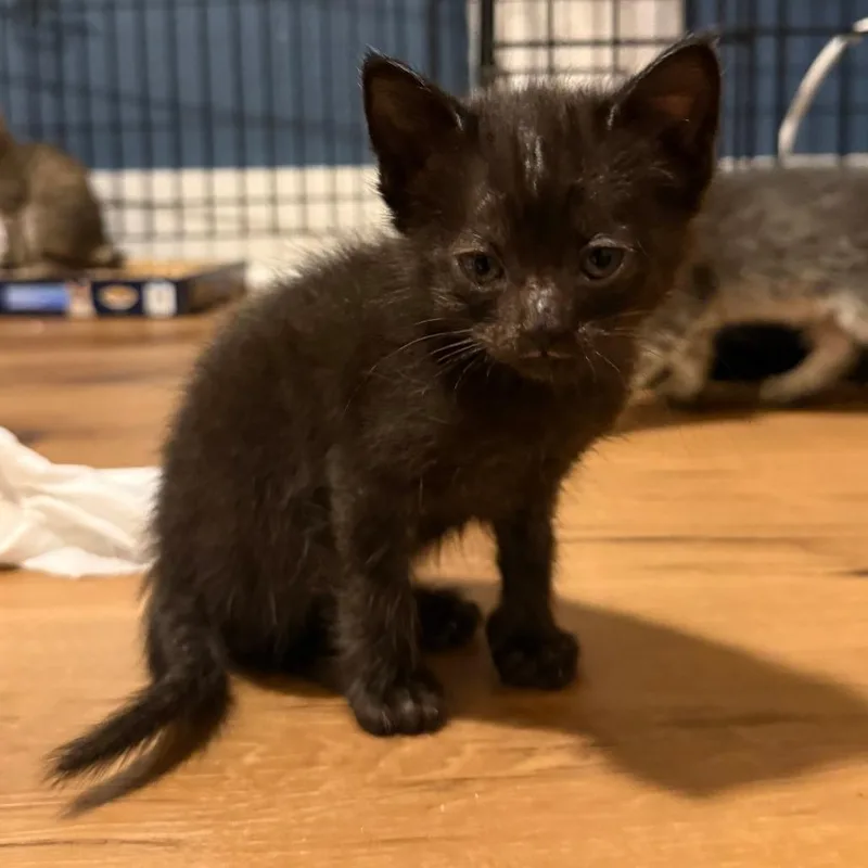 A baby small-sized female Black Domestic Short Hair cat named Ume for adoption in Austin, TX
