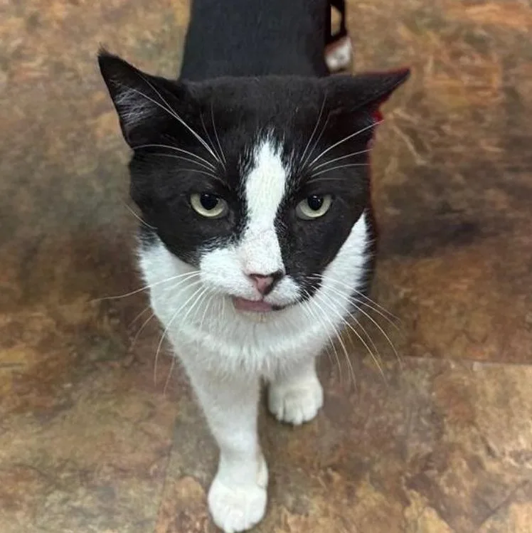 Mr. Winston Purrcy thumbnail 2