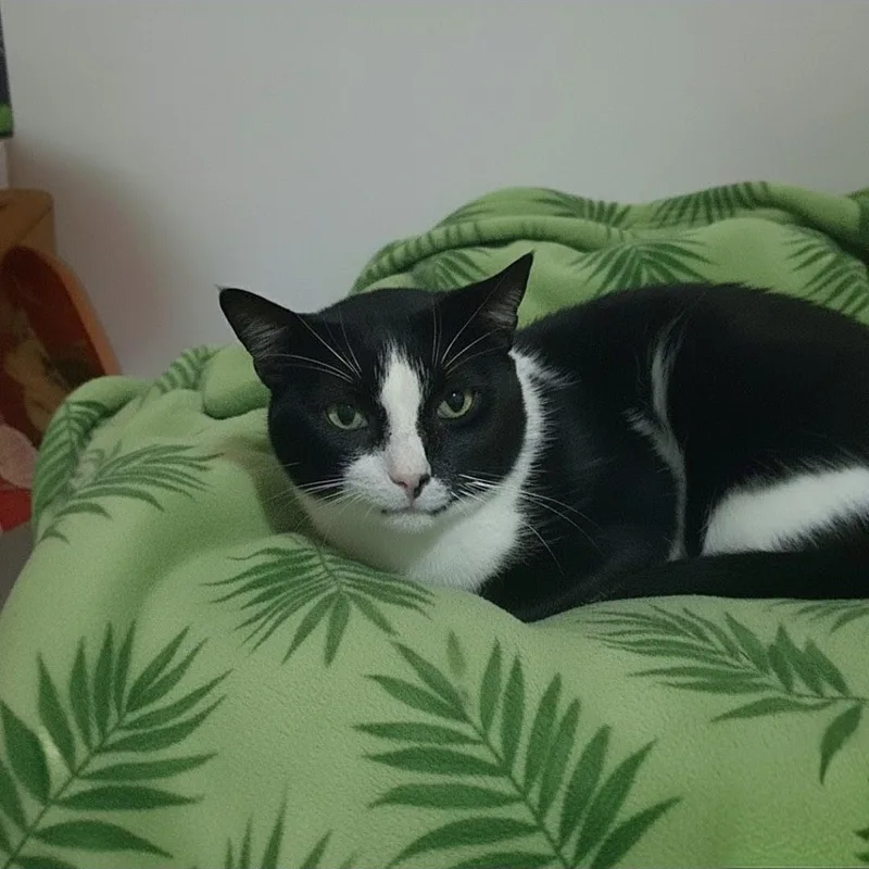 Mr. Winston Purrcy thumbnail 4