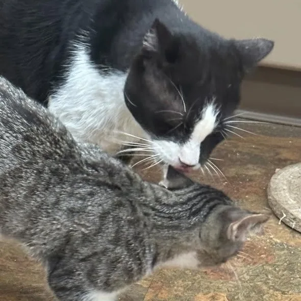 Mr. Winston Purrcy thumbnail 5