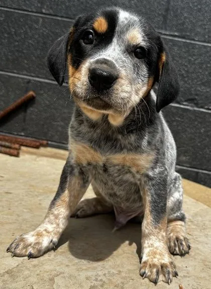 A baby large-sized male Bluetick Coonhound dog named Spongebob Squarepants for adoption in Wilkesboro, NC