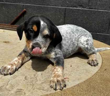 Spongebob Squarepants thumbnail 3