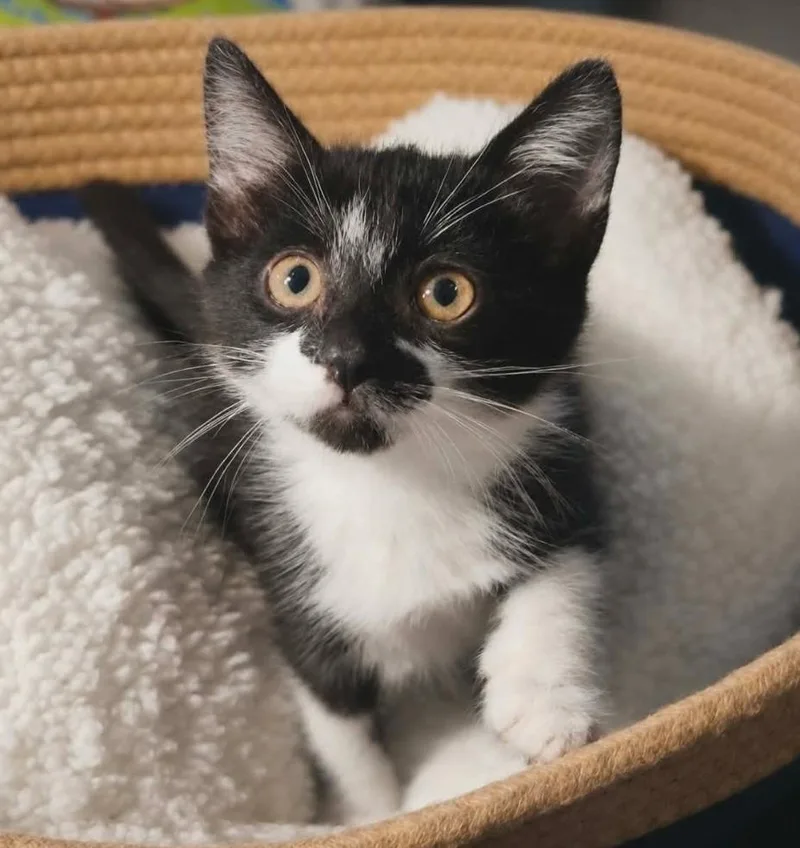 A baby medium-sized female Domestic Short Hair cat named Rocket Rose for adoption in El Dorado, AR