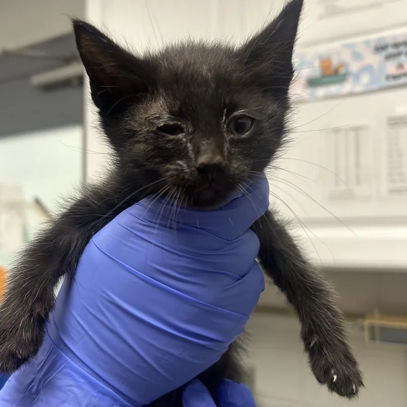 A baby small-sized male Black Domestic Short Hair cat named Voltage for adoption in Greenville, SC