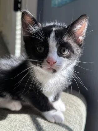 A baby small-sized male Black & White / Tuxedo Domestic Short Hair cat named Fozzie for adoption in Annapolis, MD