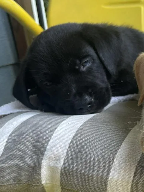 A baby large-sized male Black Labrador Retriever dog named Freddie Rocknroll for adoption in Andover, MA