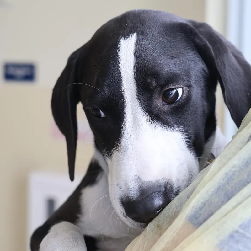 A baby medium-sized female Yellow / Tan / Blond / Fawn Mixed Breed dog named Piper for adoption in Briarcliff Manor, NY