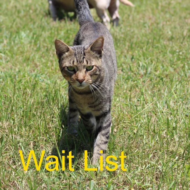 A young small-sized male Gray / Blue / Silver Domestic Short Hair cat named Cat for adoption in Livingston, TX