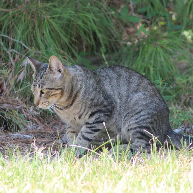 Cat thumbnail 2