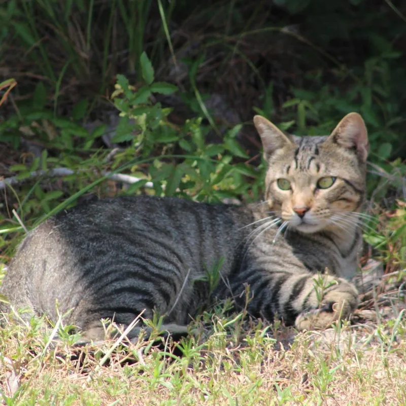 Cat thumbnail 3