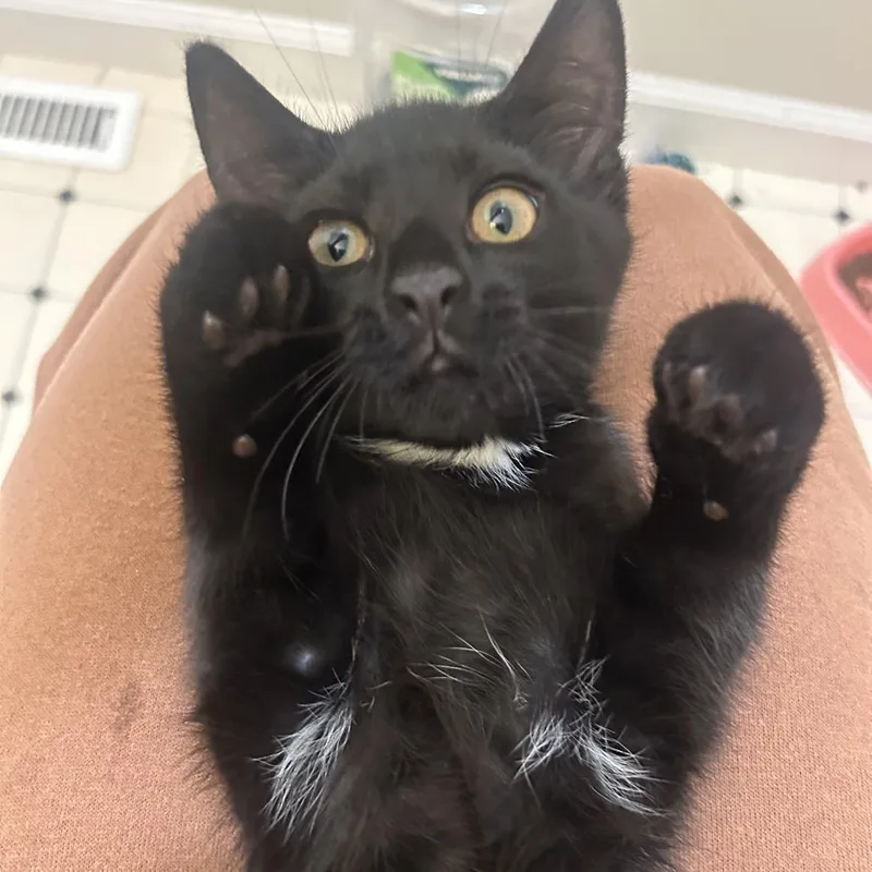 A baby medium-sized male Black Domestic Short Hair cat named Titus for adoption in Harrisonburg, VA