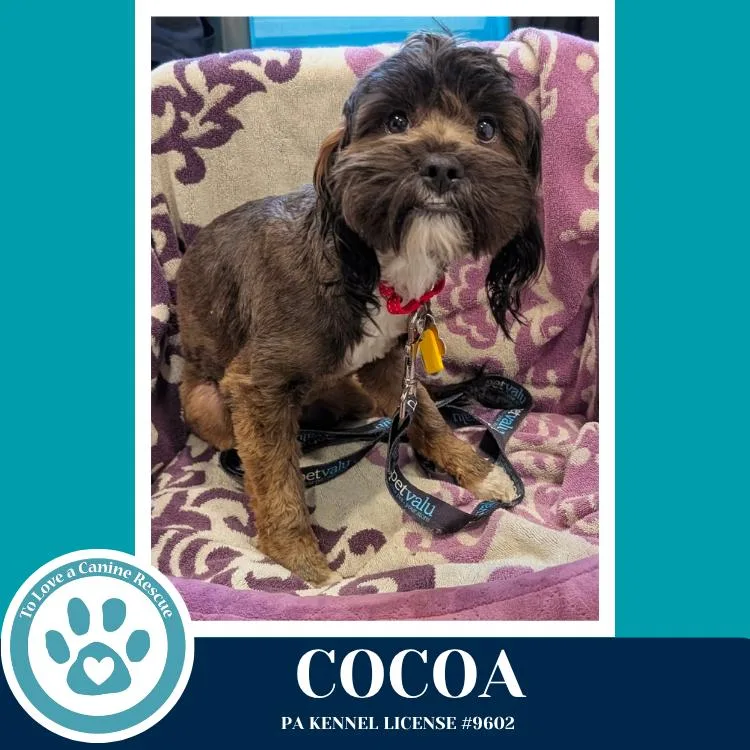 A young medium-sized female Shih Tzu dog named Cocoa for adoption in Kimberton, PA