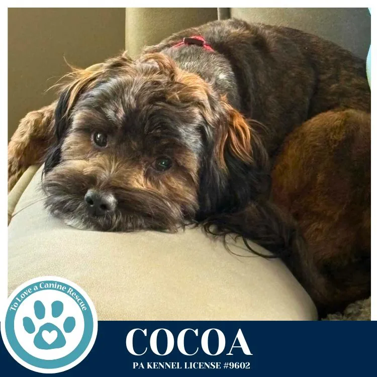 Cocoa thumbnail 2