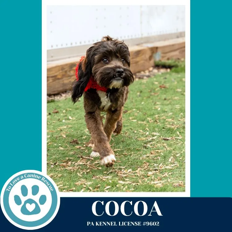 Cocoa thumbnail 3