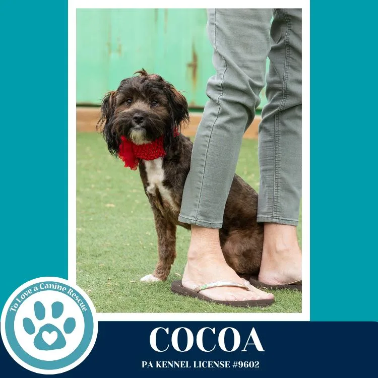 Cocoa thumbnail 4