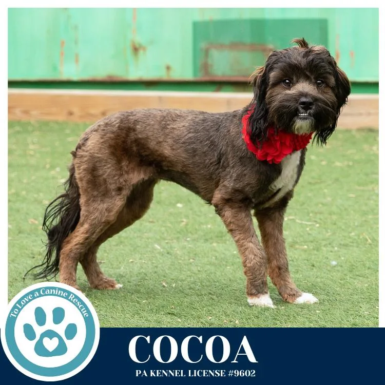 Cocoa thumbnail 5