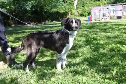 An adult medium-sized male Mixed Breed dog named Pepper for adoption in West Chester, PA