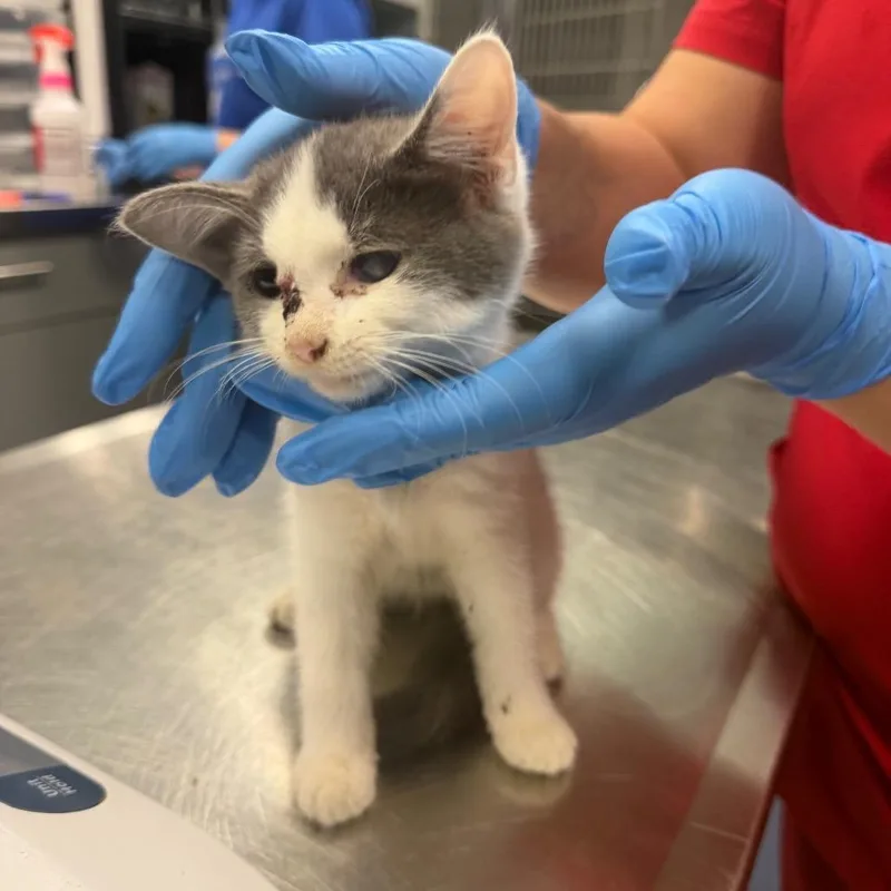 A baby small-sized female Domestic Short Hair cat named Butternut for adoption in Greensboro, NC