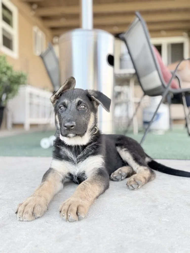A baby large-sized female Brown / Chocolate German Shepherd Dog dog named Britanny for adoption in Palo Alto, CA
