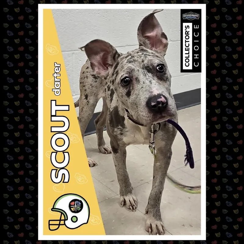 A young medium-sized female Gray / Blue / Silver Mixed Breed dog named Scout for adoption in Pittsburgh, PA