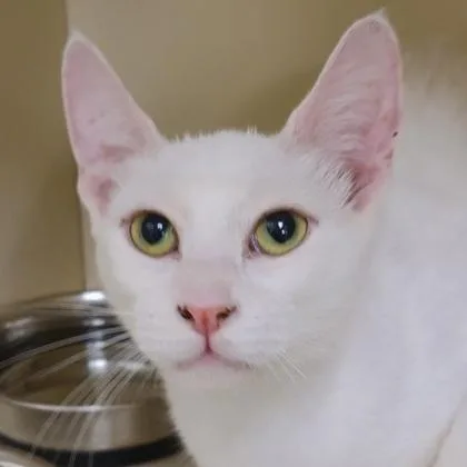 A young medium-sized female Domestic Short Hair cat named Marshmallow for adoption in Verona, WI