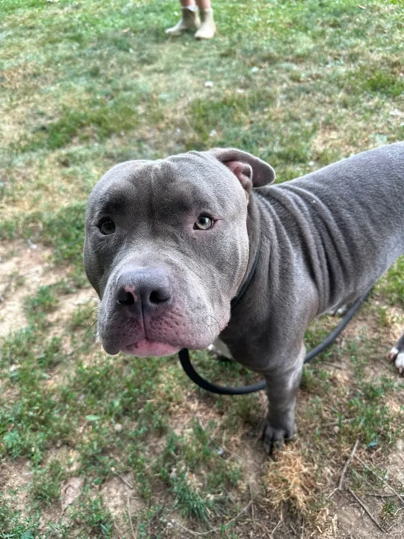 Meatball