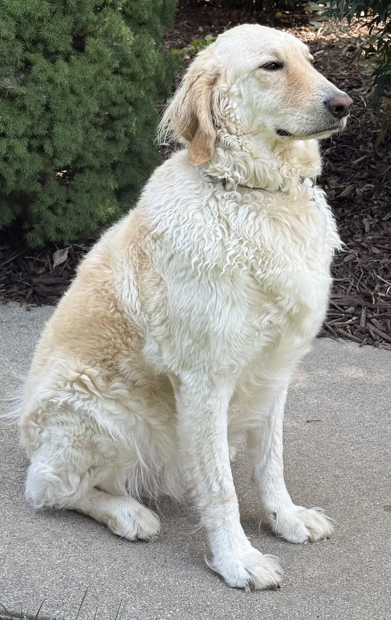 Biscuit