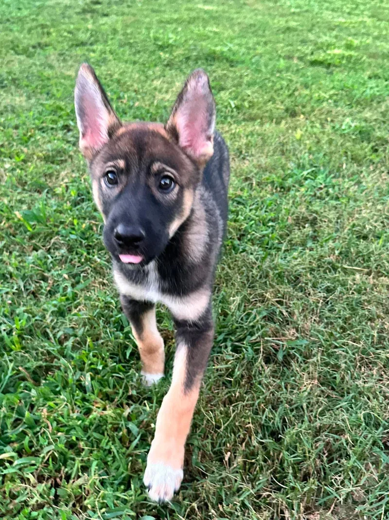 A baby medium-sized female Bicolor Belgian Shepherd / Malinois dog named Athena for adoption in Houston, TX