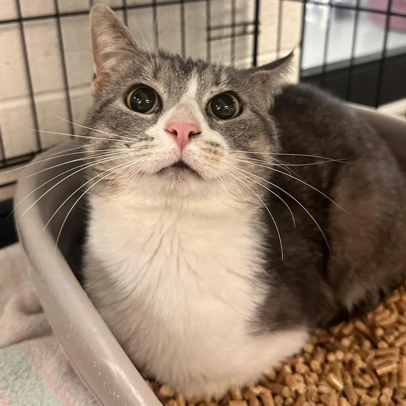 An adult medium-sized male Gray / Blue / Silver Domestic Short Hair cat named John for adoption in Rocky Mount, VA