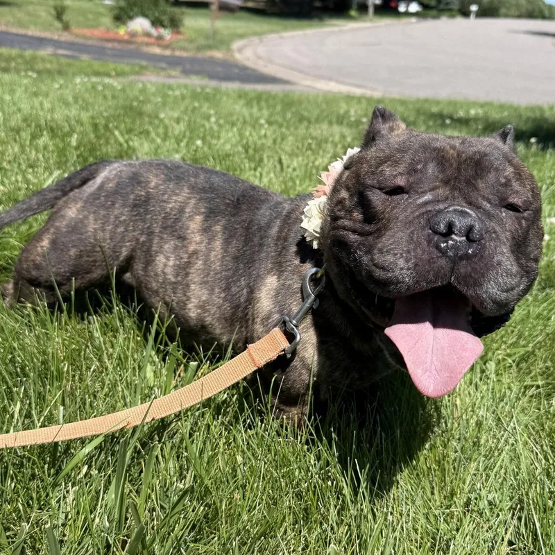 An adult medium-sized female Brindle English Bulldog dog named Short Stack D for adoption in Princeton, MN