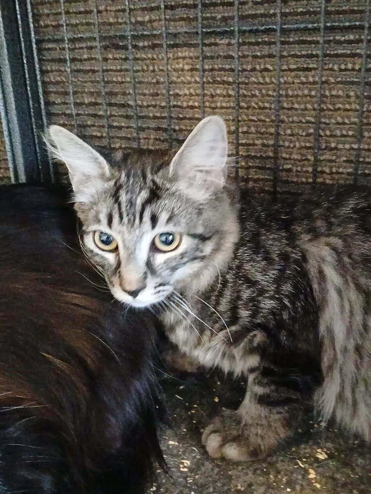 A young small-sized female Black & White / Tuxedo Domestic Medium Hair cat named Darla for adoption in Thatcher, AZ