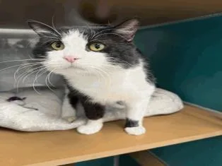 An adult large-sized male Domestic Short Hair cat named Baxter for adoption in Largo, FL