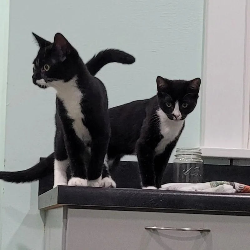 A baby medium-sized male Domestic Short Hair cat named Donut for adoption in Coos Bay, OR