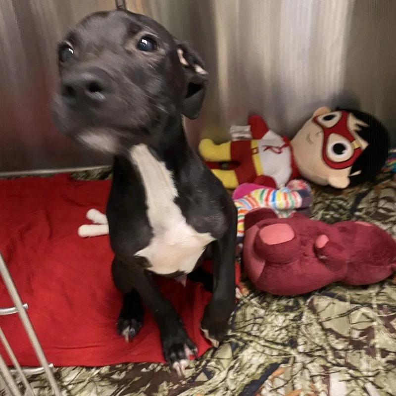 A baby small-sized male Black Mixed Breed dog named Nubbin for adoption in Denison, TX
