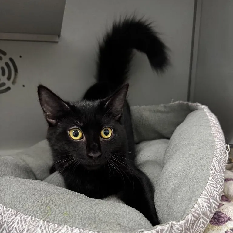 A young medium-sized male Black Domestic Medium Hair cat named Frodo for adoption in Honesdale, PA