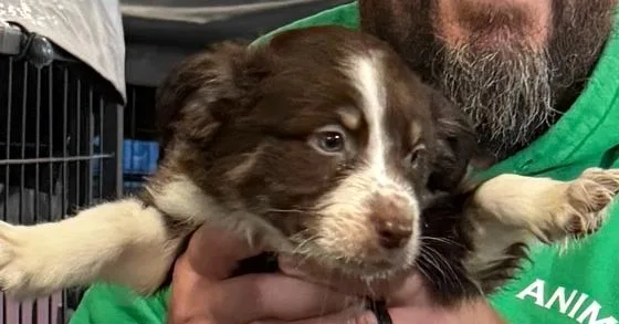 A baby small-sized male Tricolor (Brown, Black, & White) Border Collie dog named Kyler for adoption in Papillion, NE