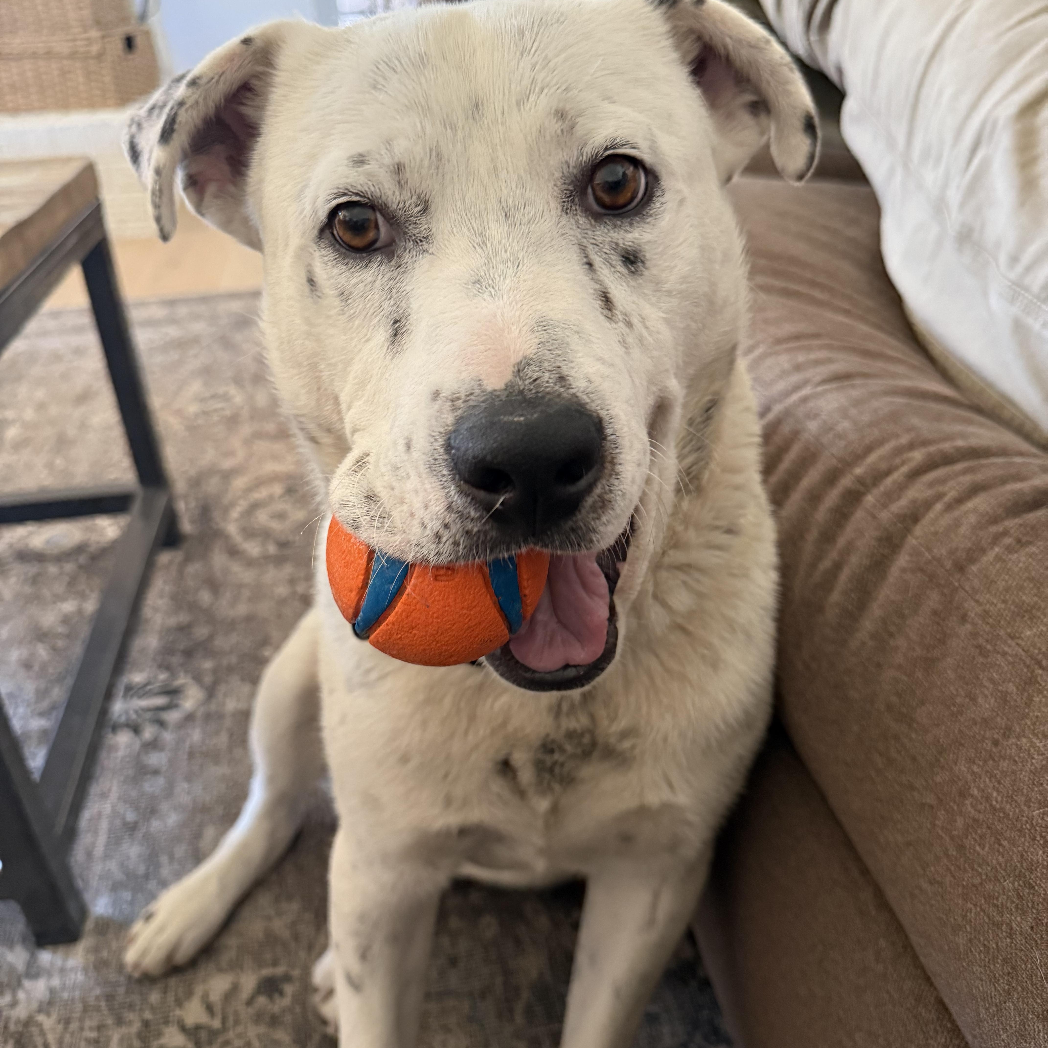A young medium-sized male White / Cream Cattle Dog dog named Mr. Moo for adoption in Colorado Springs, CO