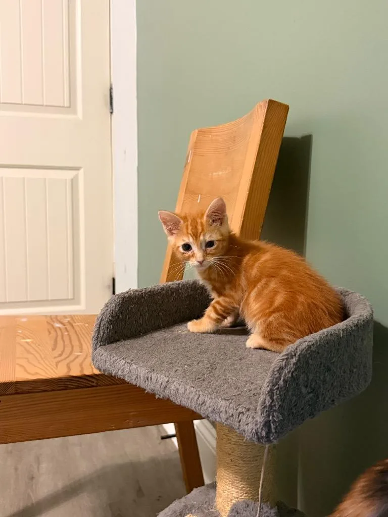 A baby small-sized male Domestic Short Hair cat named Cedric Siggory for adoption in Newnan, GA