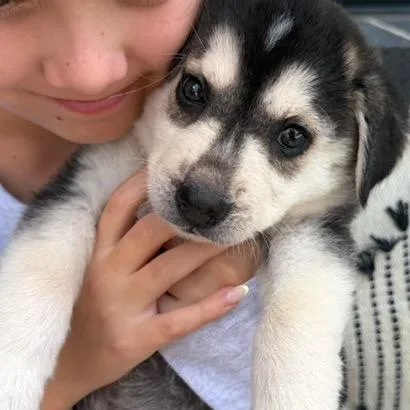 A baby small-sized female Brown / Chocolate Shepherd dog named Nymeria for adoption in Austin, TX