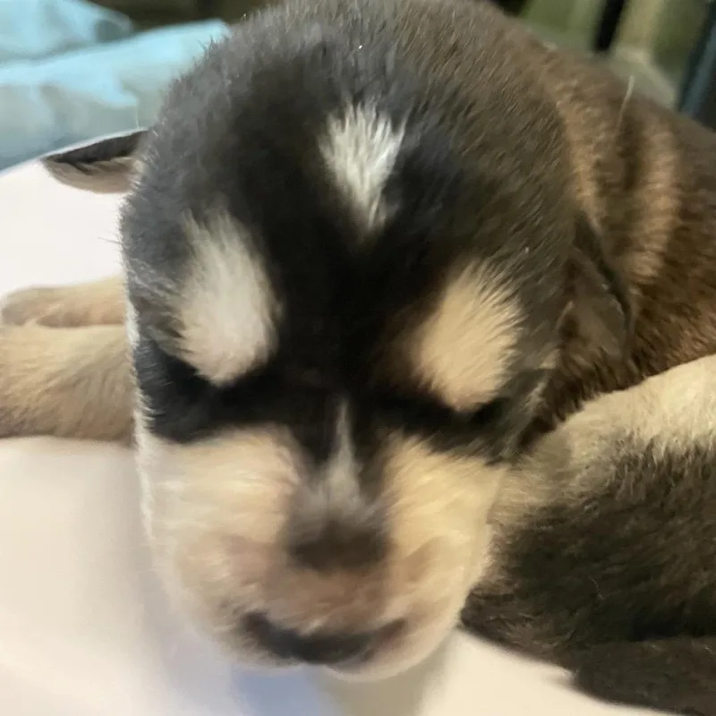 Nymeria thumbnail 2