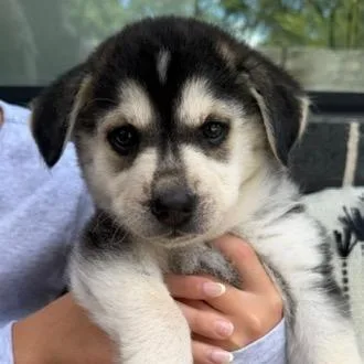 Nymeria thumbnail 3