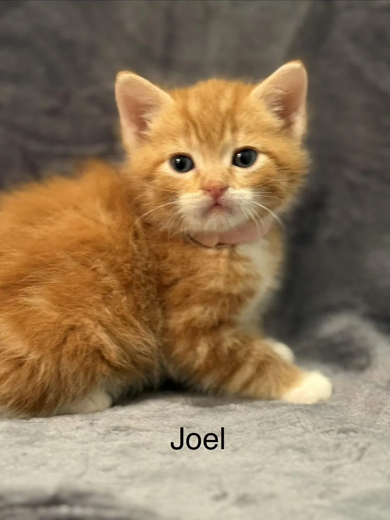 A baby medium-sized male Tabby (Orange / Red) Tabby cat named Joel for adoption in Campbell, CA